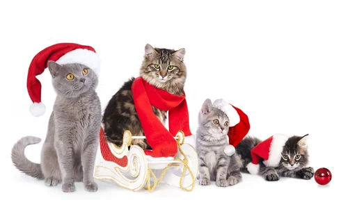 коты, рождество, белые, фон, красные, коричневые